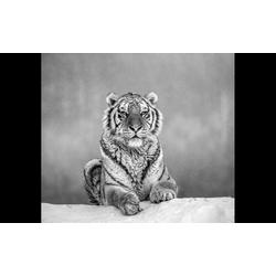 PAPERMOON Fototapete "Tiger Portrait Schwarz & Weiß" Tapeten Gr. B/L: 2,50 m x 1,86 m, Bahnen: 5 St., schwarz (schwarz, weiß) Fototapeten