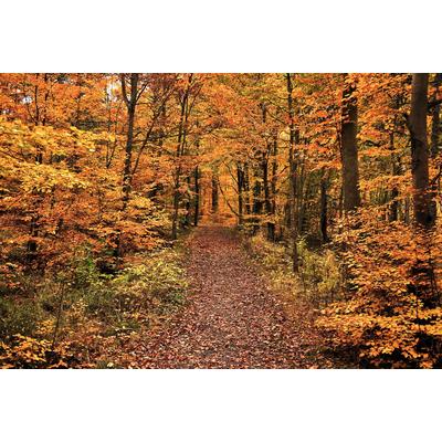 Fototapete PAPERMOON "Waldweg", bunt, B:3,50m L:2,60m, Vlies, Tapeten