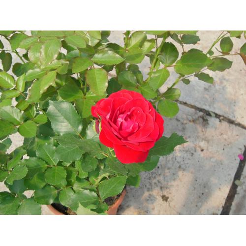"Beetpflanze BCM ""Rose 'Nina Weibull'"" Pflanzen Gr. 1 St., rot Beetpflanze Beetpflanzen Pflanzen Höhe: 35-40 cm, 1 Pflanze"