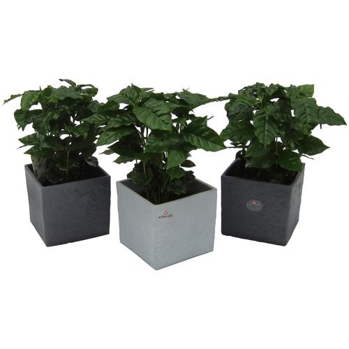 "Zimmerpflanze DOMINIK ""Kaffee-Pflanzen"" Pflanzen Gr. 3 St., grau (grün) Pflanzen Höhe: 30 cm, 3 in Dekotöpfen"