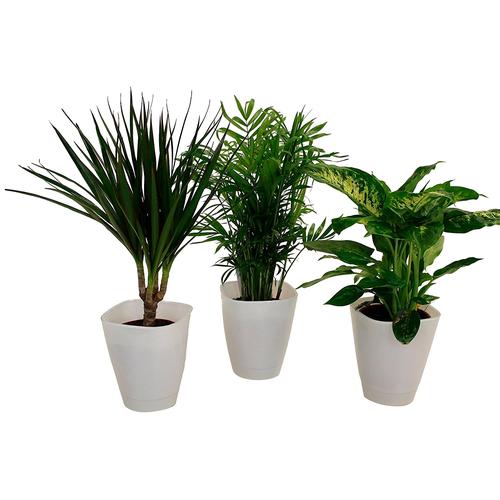 "Zimmerpflanze DOMINIK ""Palmen-Set"" Pflanzen Gr. 3 St., weiß (grün) Pflanzen Höhe: 30 cm, 3 in Dekotöpfen"