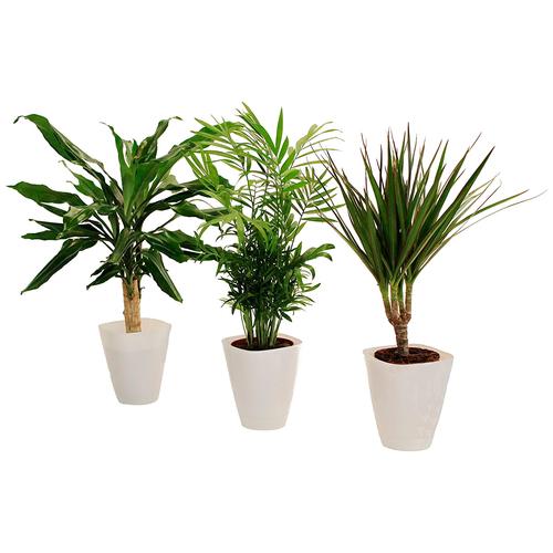"Zimmerpflanze DOMINIK ""Palmen-Set"" Pflanzen Gr. 3 St., weiß (grün) Pflanzen Höhe: 30 cm, 3 in Dekotöpfen"