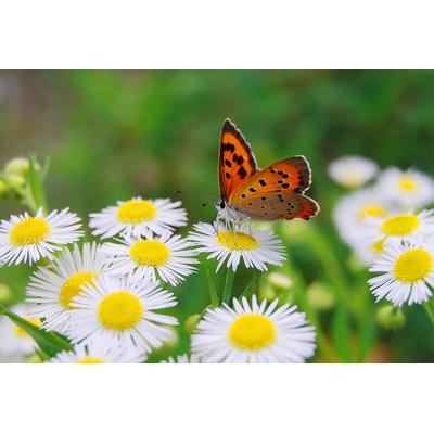 Fototapete PAPERMOON "Schmetterling", bunt, B:4,50m L:2,80m, Vlies, Tapeten Image