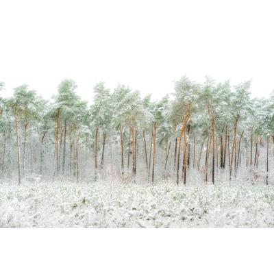 Fototapete PAPERMOON "Photo-Art GREETJE VAN SON, SCHNEEWELT", bunt, B:3,50m L:2,60m, Vlies, Tapeten Image