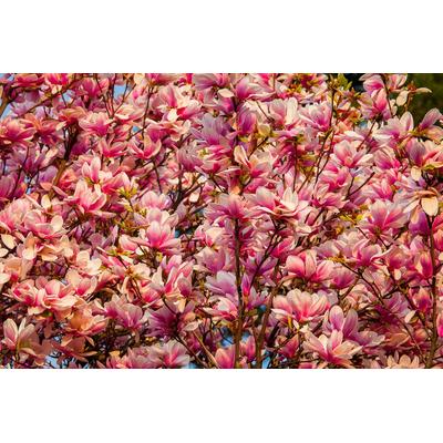 Fototapete PAPERMOON "Blüten Baum", bunt, B:4,50m L:2,80m, Vlies, Tapeten Image