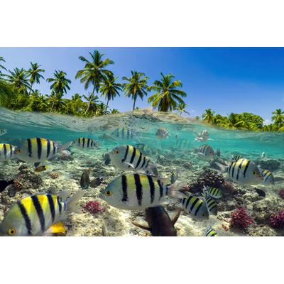Fototapete PAPERMOON "Fische", bunt, B:4,50m L:2,80m, Vlies, Tapeten Image