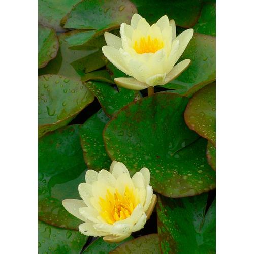 "Wasserpflanze BCM ""Seerose 'Colonel A.J.Welch'"" Pflanzen Gr. 1 St., gelb Pflanzen Seerose gelb: 1 Pflanze"