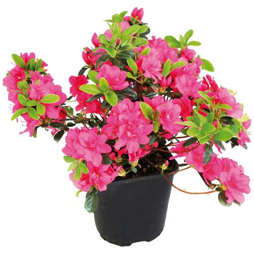 "Gehölze BCM ""Rhododendron Japanische Azalee 'Maruschka'"" Pflanzen Gr. 3 St., rot (grün) Pflanzen Höhe: 20-25 cm, 3 Pflanze"
