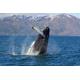 PAPERMOON Fototapete "WALE-ORCA TIER SEE OZEAN MEER WASSER ISLAND DELFINE XXL" Tapeten Gr. B/L: 2,00 m x 1,49 m, Bahnen: 4 St., bunt Fototapeten