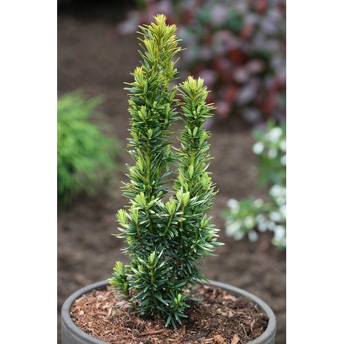 "Hecken BCM ""Eibe / Taxus 'David'"" Pflanzen Gr. 1 St., grün Heckenpflanzen Höhe: 50-60 cm, 1 Pflanze"
