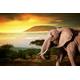 PAPERMOON Fototapete "Elefant von Kilimanjaro" Tapeten Gr. B/L: 3,5 m x 2,6 m, Bahnen: 7 St., bunt (mehrfarbig) Fototapeten