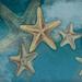 Rosecliff Heights Starfish Poster Print By Jace Grey (18 X 18) # JGSQ106A Paper in Blue/Brown/White | 18 H x 18 W in | Wayfair