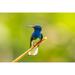 Latitude Run® Costa Rica Sarapiqui River Valley Male White-Necked Jacobin On Leaf Credit As: Cathy | 18 H x 24 W in | Wayfair