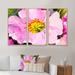 Red Barrel Studio® Pink Flower Oil Painting - Floral Framed Canvas Wall Art Set Of 3 Canvas, Wood in White | 28 H x 36 W x 1 D in | Wayfair