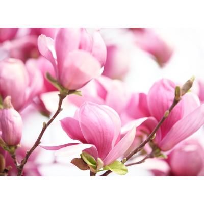 PAPERMOON Fototapete "Pink Magnolia" Tapeten Gr. B/L: 4 m x 2,6 m, Bahnen: 8 St., bunt (mehrfarbig) Fototapeten