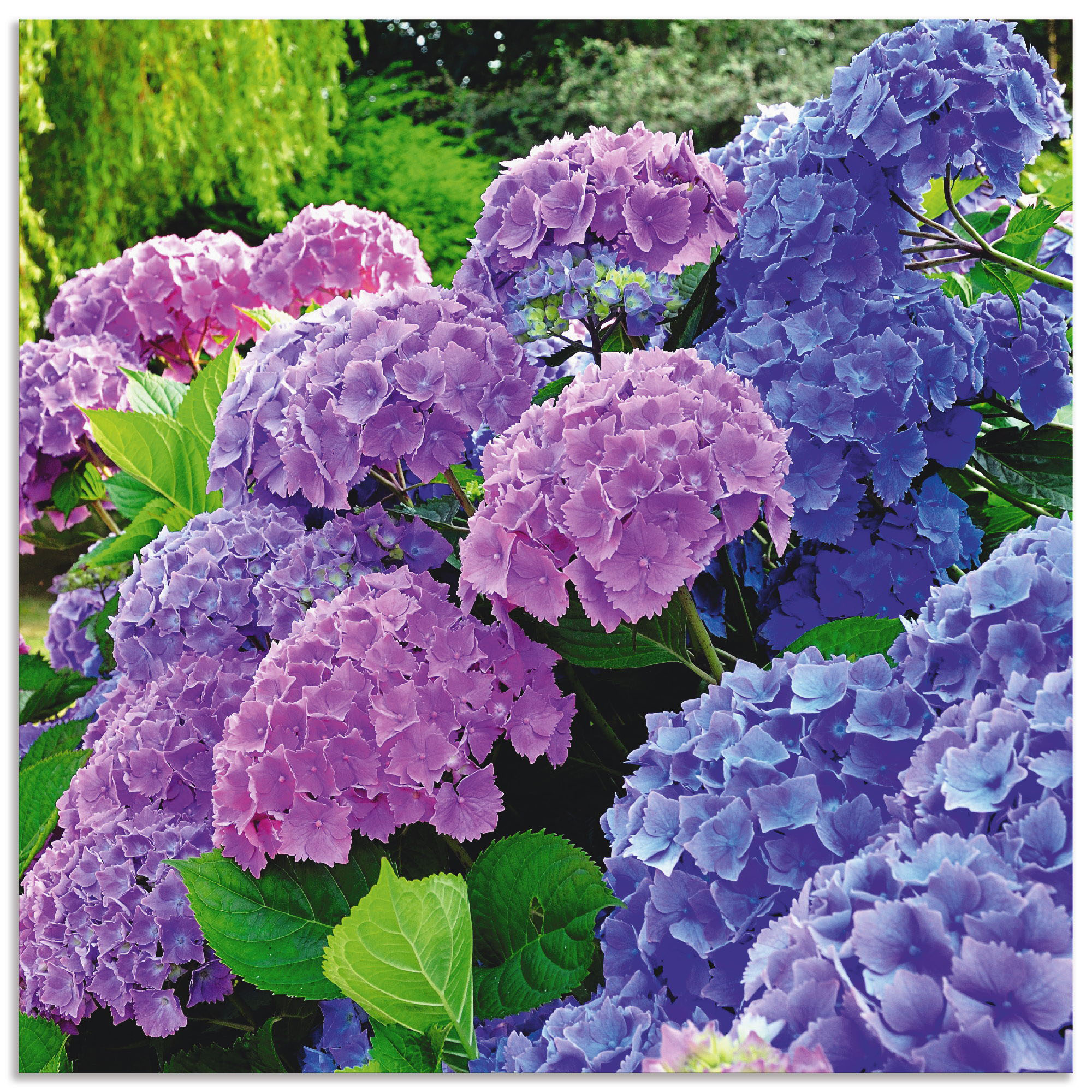 Wandbild ARTLAND "Hortensien im Garten", lila (farbe bild(er): lila), B:30cm H:30cm, Bilder, als Alubild, Outdoorbild, Leinwandbild, Poster, Wandaufkleber Image