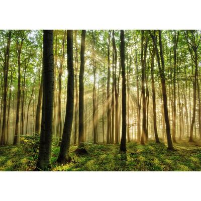 Fototapete PAPERMOON "Forest", bunt (mehrfarbig), B:3m L:2,23m, Vlies, Tapeten Image