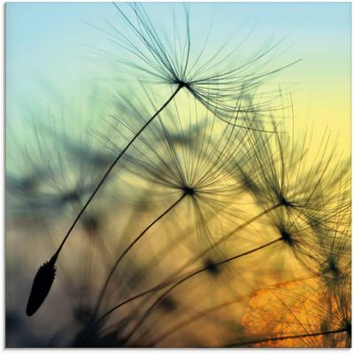 Glasbild ARTLAND "Goldener Sonnenuntergang und Pusteblumen", gelb (farbe bild(er): gelb), B:20cm H:20cm, Bilder, in verschiedenen Größen Image