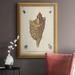 Highland Dunes Antique Knorr Shells VI Premium Framed Canvas- Ready To Hang Canvas, Solid Wood in White | 36 H x 24 W x 2.5 D in | Wayfair