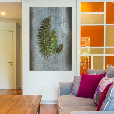 East Urban Home Woodland Fern VI by Sue Schlabach - Wrapped Canvas Photograph Print in Gray/Green | 18 H x 12 W x 1.5 D in | Wayfair