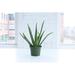 Thorsen's Greenhouse Live Aloe Vera Plant, 6" Diameter | 12 H x 6 D in | Wayfair 6 Aloe