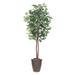 Vickerman 701737 - 6' Ficus tree Round Brown Container (TEC0160-RB) Ficus Home Office Tree