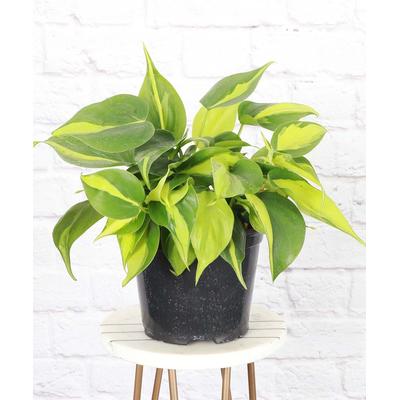 Thorsen's Greenhouse Indoor Pre-Planted Plants - Live Brazil Philodendron Plant