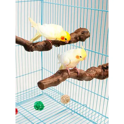Support en bois brut de 22cm pour animal de compagnie perche pour oiseau perroquet jouet naturel