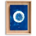 Cadre Carpë cyanotype Pissenlit 40x30cm Swabdesign Bleu - Bleu