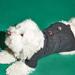 Anthropologie Dog | New! Ware Of The Dog-Pom Pom Cardigan | Color: Blue/Gray | Size: 2 7-9 Lbs 14 Maltese Toy Poodle