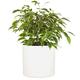 Fox & Fern Plant Pot, Large Plant Pots for Indoor & Outdoor, UV & Frost Resistant Plant Vase with Drainage Plug, Fiberstone, Large Indoor Pots for Plants & Flowers, House Indoor Plant Pot, Single Pot