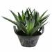 Primrue 8" Artificial Succulent Plant in Pot Plastic | 8 H x 8 W x 8 D in | Wayfair FE7BE291ADCB49AFA232E36A4AD6A92A