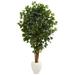 6' Ficus Artificial Tree in White Planter - h: 6 ft. w: 37 in. d: 30 in