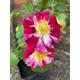 Climbing Rose Bush 'Oh Wow' (Containerised 2 Litre Pot) Free UK Postage