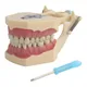 Modèle de dents dentaires fuchsia standard avec 32 pièces de démonstration à visser
