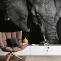 Fototapete Elefant Grau | Naturtapete Schwarz-Weiß | Beautiful Elephant | Safari | Schlafzimmer- Wohnzimmertapete | 3,84 x 2,60 m