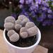 Altman Specialty Plants 2.5IN Lithops Live Plant Collection (4-Pack) | 2.5 H x 2.5 D in | Wayfair 0880050