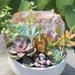 Altman Specialty Plants 2IN Assorted Succulent Live Plants Collection (6-Pack) | 2 H x 2 D in | Wayfair 0881173