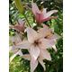 Lilium LA Hybrid 'Samur' (Pink Lily) Bulbs To Plant Yourself (Free UK Postage)