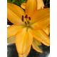 Lilium asiatic 'Brunello' Bulbs (Red Tiger Lily) (To Plant Yourself) Free UK Postage