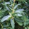 Salix triandra - 140 - 160 cm