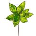 Vickerman 704790 - 24" Lime Poinsettia Sequin Trim Velvet Spray (3 Pack) (RG221373)