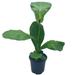 Florida House Plants Ficus Lyrata Bambino 4 inch Dwarf Fiddle Leaf Fig Tree | 12 H x 5 D in | Wayfair 44916918