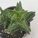 Florida House Plants Tiger Tooth Aloe, Aloe Juvenna Brandham, Dwarf Aloe, In 4 Inch Pot | 12 H x 5 D in | Wayfair 40839706