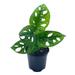 Florida House Plants Monstera Adanosii Deliciosa, Swiss Cheese Plant, In A 4 Inch Pot | 12 H x 5 D in | Wayfair 84023564