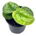 Florida House Plants Silk Pothos Silver Philodendron In A 4 Inch Pot | 12 H x 5 D in | Wayfair 49531365