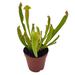 Florida House Plants Sweet Pitcher Plant Carnivorous Plant Sarracenia Rubra Walter Pitcherplant | 12 H x 5 D in | Wayfair 15214174