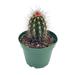 Florida House Plants Echinocereus Engelmannii Engelmanns Hedgehog Cactus Rare Cactus 4 Inch Pot | 12 H x 5 D in | Wayfair 94158813