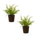 Primrue Potted Fern Bush Set Of 2 15"H Plastic Plastic | 15 H x 11 W x 11 D in | Wayfair A9BCD5403AC546458A36E4AE3DF4F58B