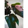 Vivaio Garden Forest - Philodendron Burgundy Princess pianta rara da interno vaso 12cm h 45cm